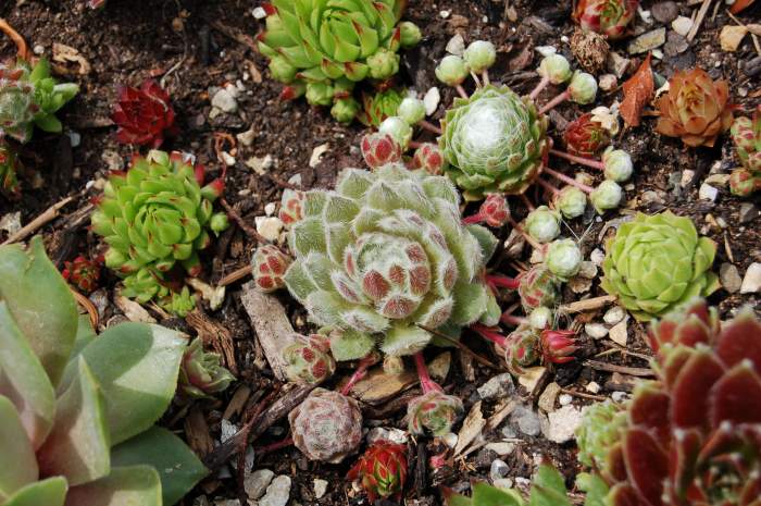 Sempervivum Dachwurz Hauswurz